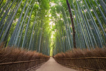 Papier Peint photo autocollant Bambou Forêt de bambous au Japon, Arashiyama, Kyoto