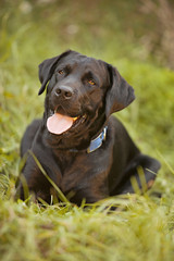Black Labrador Retriever