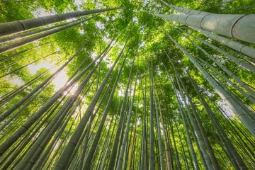 Gordijnen Bamboo grove, bamboo forest at Arashiyama, Kyoto, Japan © SANCHAI