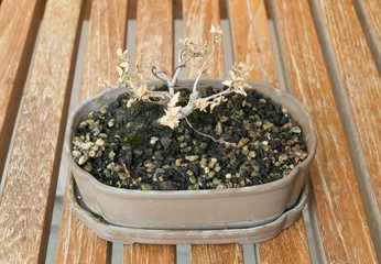 Dry Bonsai Tree in Flower Pot on A Table