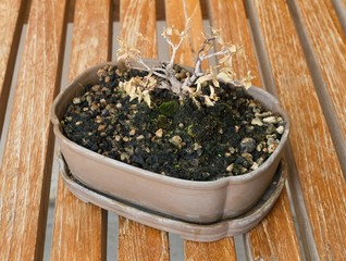 Dry Bonsai Tree in Flower Pot on Brown Table