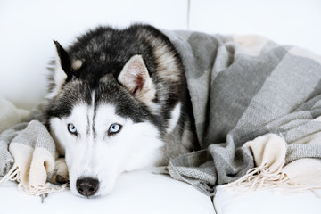 Beautiful cute husky lying on sofa with plaid in white room
