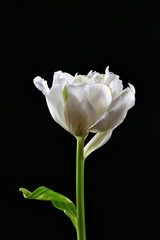 Fresh white tulip on black background