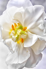 Obraz na płótnie Canvas Fresh tulip, closeup