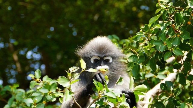 Spectacled langurs eating leaves on the tree, slow motion.