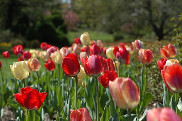 Tulip garden in bloom