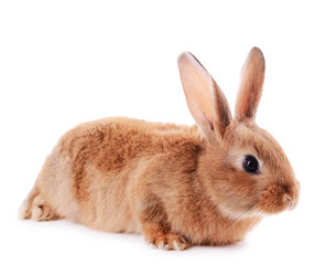 Little rabbit isolated on white