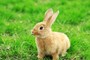 Little rabbit in grass close-up