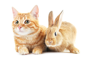 Red cat and rabbit isolated on white