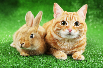 Naklejka premium Red cat and rabbit on green grass background