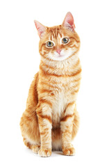 Fototapeta premium Portrait of red cat isolated on white