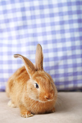 Cute rabbit on sofa, close up