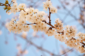 White Spring Blossoms of Cherry. Flowers Outdoor