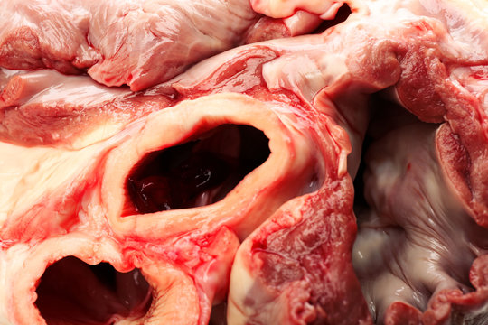 Raw animal heart close up