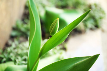 Unblown tulip flower outdoors, closeup