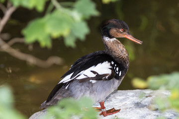 White winged wood duck