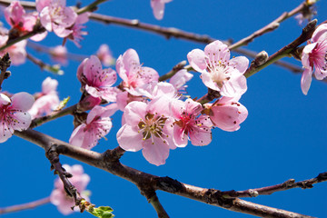 Kirschblüten an einem Kirschbaum