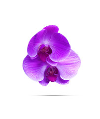  orchids