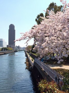 Cherry blossom