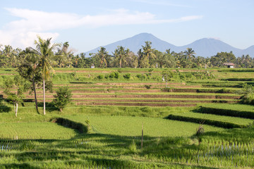 Fototapeta na wymiar Terrace rice fields, Bali, Indonesia