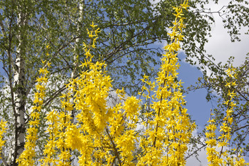 Blooming forsythia