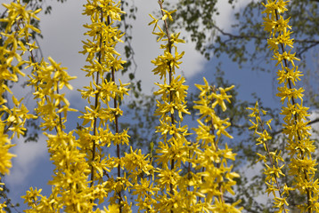 Blooming forsythia