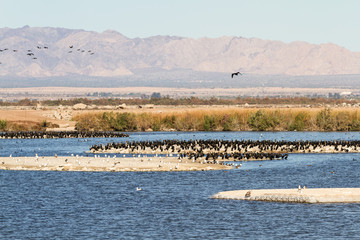 Eared Grebes, Salton Sea, California