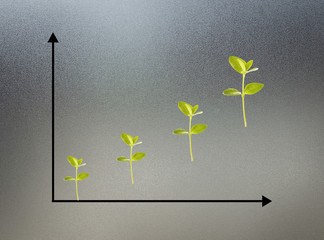 chart of growth plants