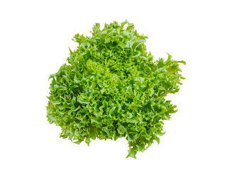 Green salad vegetable isolated