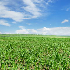 Fototapeta na wymiar green corn field and blue sky