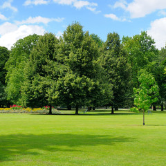 park,green meadow and blue sky
