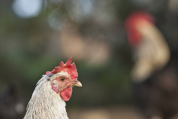 Weißes Huhn