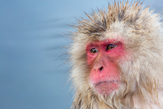 Snow Monkey Macaque Onsen