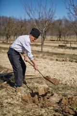 Senior man planting a plum tree