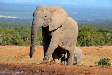 Fototapeta premium African elephant cow, Addo Elephant National Park