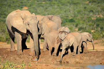 African elephant family, Addo Elephant National Park