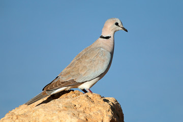 Cape turtle dove on a rock