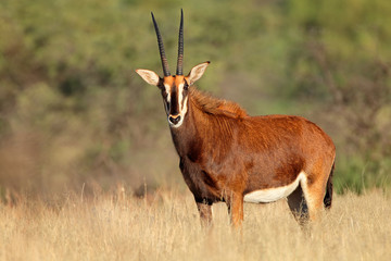 Sable antelope in natural habitat