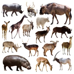Aluminium Prints Antelope  Artiodactyla mammal animals over white background