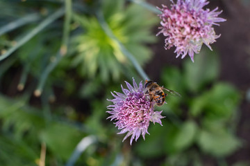 Bee and lilac flower