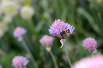 Bee and flower onion