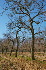 Very tall plum trees in an orchard