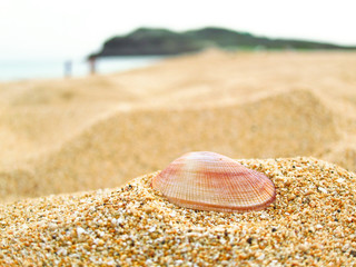 Shell on the beach in summer