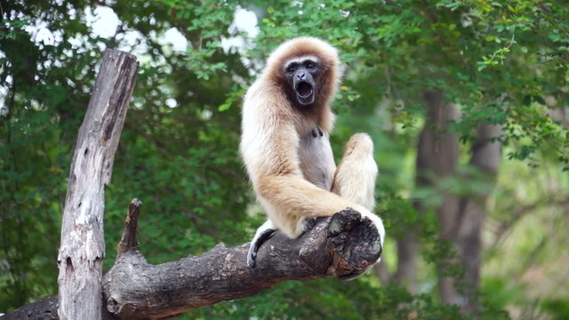 Gibbon yawning on tree - Stock video