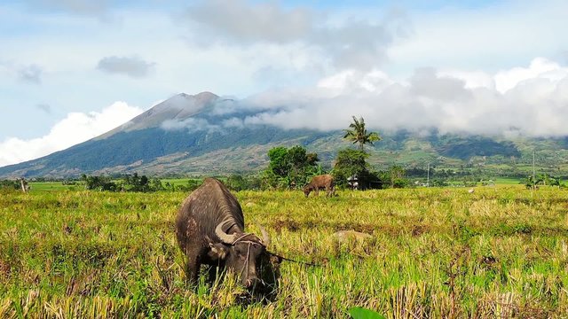 Water buffaloes (carabao) pasturing in the rice filed 3
