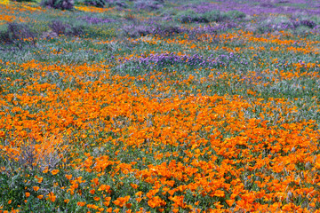 California Poppies -Eschscholzia californica