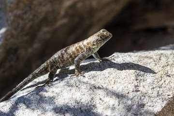 western fence lizard