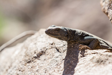 Common Chuckwalla - Sauromolus ater
