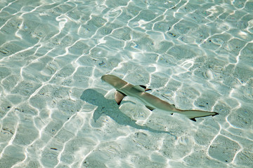 Blacktip reef shark