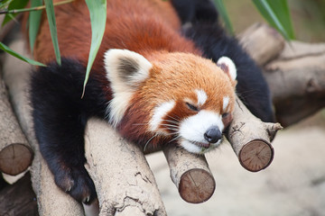 Red panda (firefox)